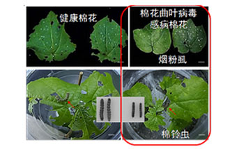 近日，微生物研究所發(fā)現(xiàn)雙生病毒調(diào)控植物免疫平衡實(shí)現(xiàn)全新生態(tài)功能